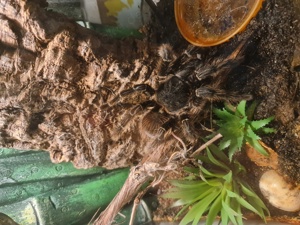 Vogelspinne Lasiodora Klugi 0.1 Weibchen adult Riesenvogelspinne