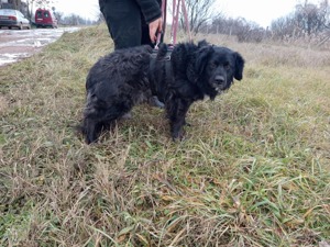 Cola sucht liebevolles Zuhause  Bild 4