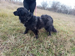 Cola sucht liebevolles Zuhause  Bild 6