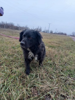 Cola sucht liebevolles Zuhause  Bild 7