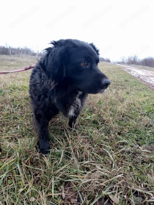 Cola sucht liebevolles Zuhause  Bild 3