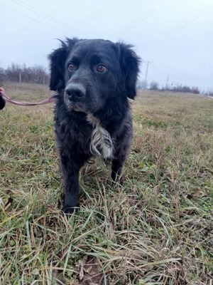 Cola sucht liebevolles Zuhause  Bild 5