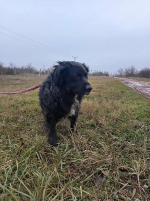 Cola sucht liebevolles Zuhause  Bild 2