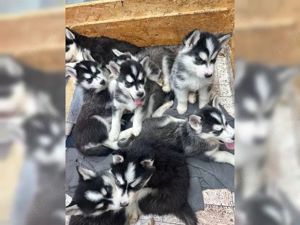 Sibirische Husky Welpen   Reinrassig (ohne Papiere), geimpft & gechipt
