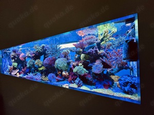 Korallen Meerwasser SPS LPS Ableger Bild 5