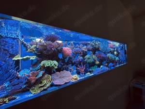 Korallen Meerwasser SPS LPS Ableger Bild 6
