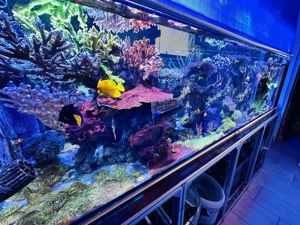 Korallen Meerwasser SPS LPS Ableger Bild 7