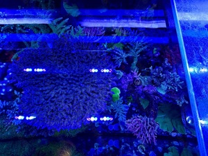 Korallen Meerwasser SPS LPS Ableger Bild 4