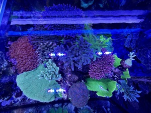 Korallen Meerwasser SPS LPS Ableger Bild 2