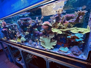 Korallen Meerwasser SPS LPS Ableger Bild 8