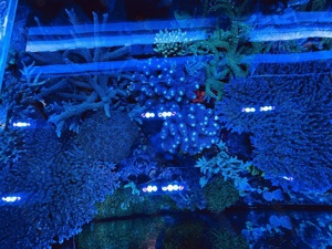 Korallen Meerwasser SPS LPS Ableger Bild 3