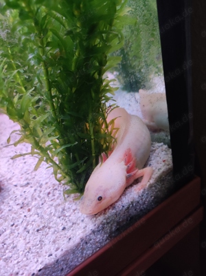 Axolotl - 
