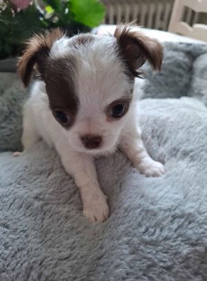 Chihuahua-Welpe 