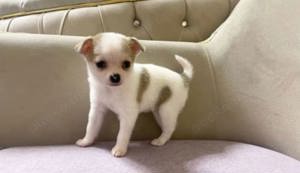 Chihuahua Welpen 