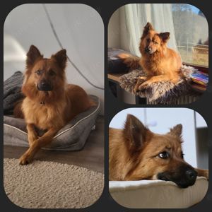 Welpen Harzer Fuchs  Altdeutscher Hütehund 