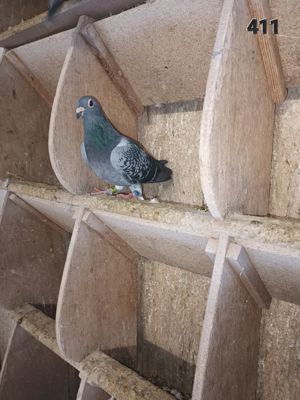 Tauben Brieftauben aus Zucht Reserve  Bild 2