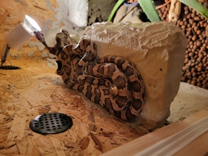 Kornnatter handzahm plus Terrarium Bild 3
