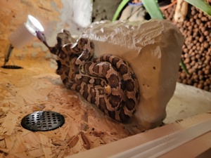 Kornnatter handzahm plus Terrarium Bild 4