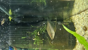 Mosaikfadenfische