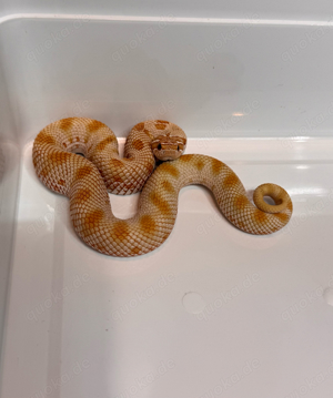 Heterodon Nasicus weibchen 