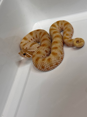 Heterodon Nasicus, Hakennasennatter 1.1 Toffeebelly Conda het Stormcloud