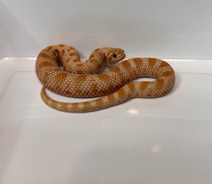 Heterodon Nasicus, Männchen 