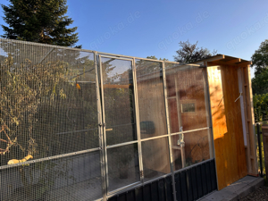 Papageien und Sittiche Bild 4