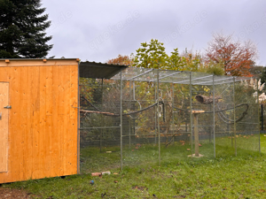 Papageien und Sittiche Bild 3