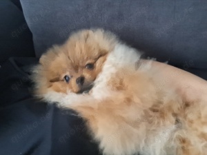 Mini Pomeranien Teddy
