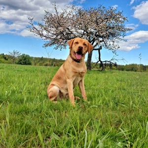 Labrador Deckrüde Bild 3