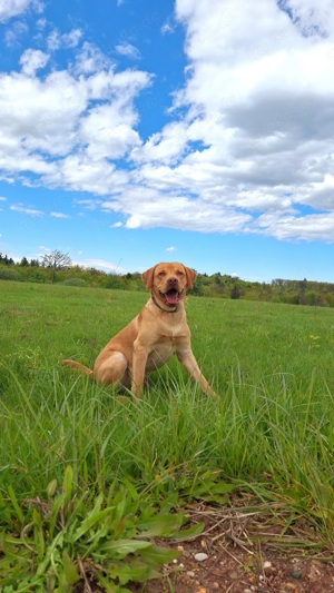 Labrador Deckrüde Bild 4