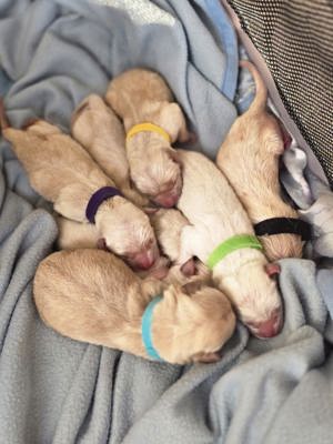 Labrador Deckrüde Bild 6