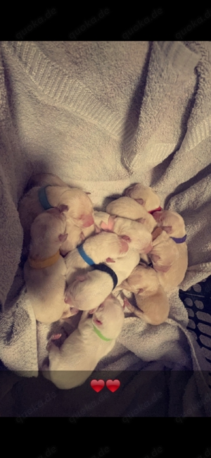 Labrador Deckrüde Bild 7