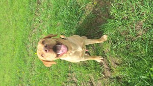 Labrador Deckrüde Bild 5