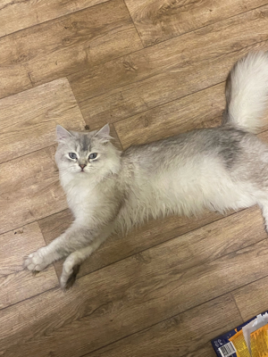katze