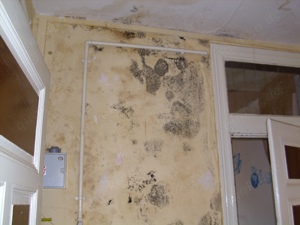 Gutachter untersucht bei Schimmel im Haus , Wohnung