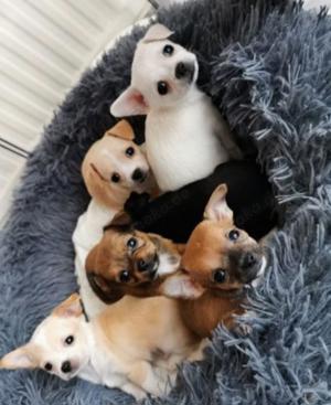 Chihuahua welpen 