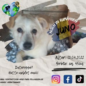 bezaubernder Juno wartet auf seine Familie