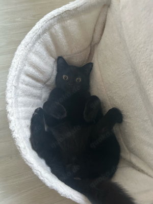 BKH Deckkarter Morle Bild 5