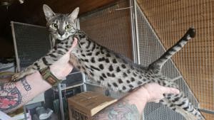 Savannah f4SBT Kätzchen geboren und  mehr erwartet!