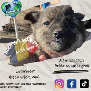 Welpen Mädl Taylor Swift sucht Körbchen für Hundegesang :-)