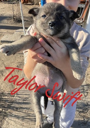 Taylor Swift - Welpenmädl sucht Heimat  Bild 2