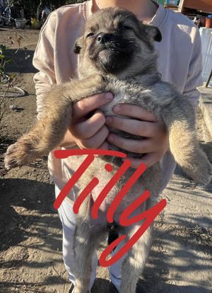 Kleine Tilly sucht Zuhause Bild 3