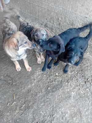 Amber sucht Plätzchen im Warmen Bild 4