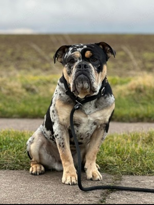 Bulldoggen Welpen (Alternativ)  Bild 7