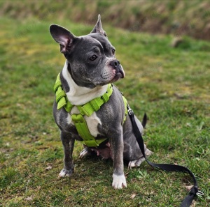 Bulldoggen Welpen (Alternativ)  Bild 8