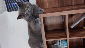 Bkh deckkater 