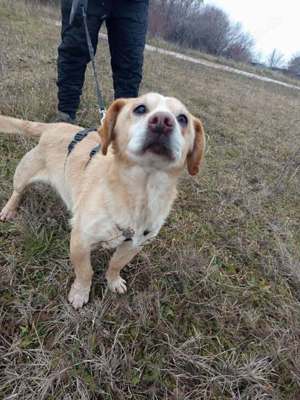 Krümel sucht liebevolles Zuhause  Bild 3