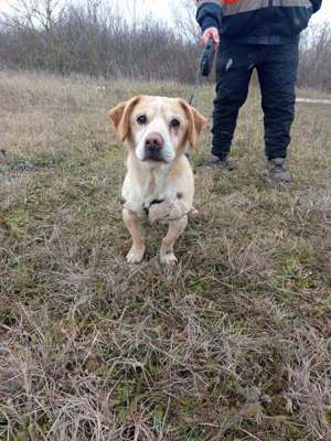 Krümel sucht liebevolles Zuhause  Bild 2