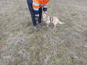 Krümel sucht liebevolles Zuhause  Bild 4